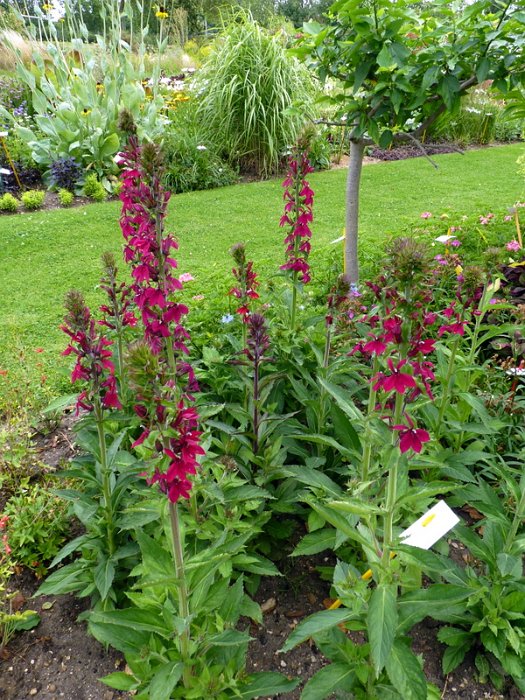 Lobelia speciosa 'Compliment rouge fonce'